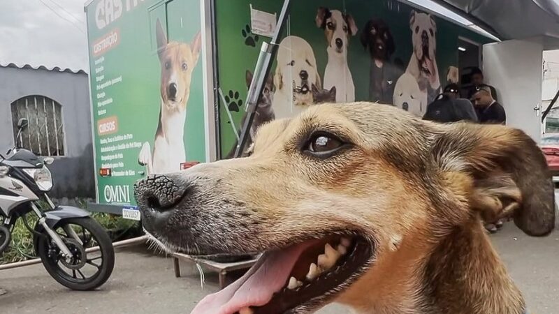 Novo agendamento para castração gratuita para cães e gatos