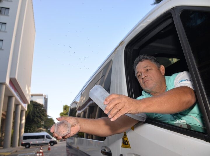 Novo método com mosquitos combate Dengue, Zika e Chikungunya