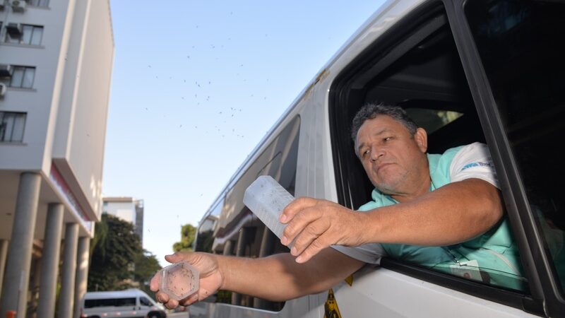 Novo método com mosquitos combate Dengue, Zika e Chikungunya