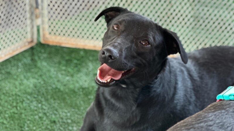 Estande de adoção com pets castrados e vacinados