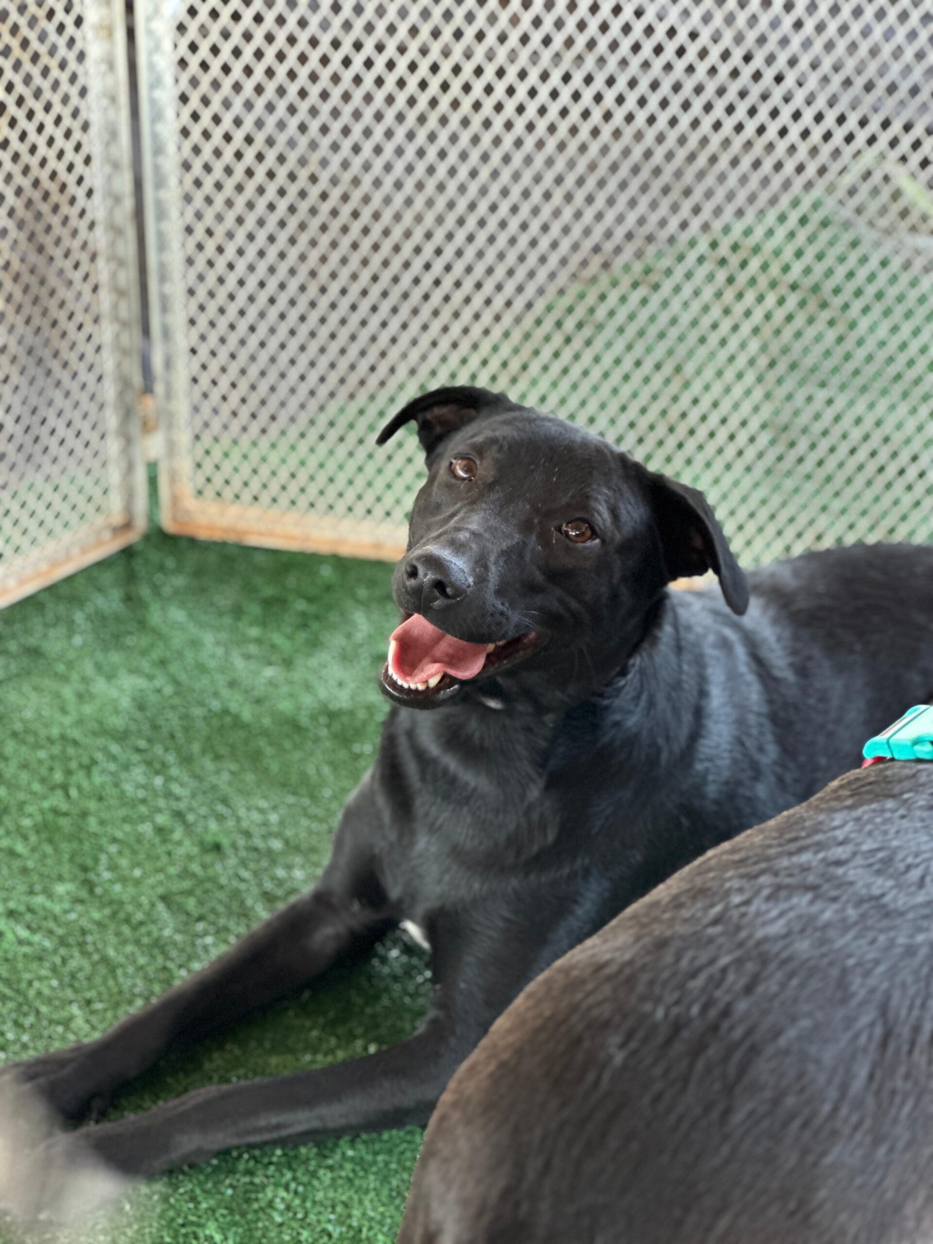 Estande de adoção com pets castrados e vacinados