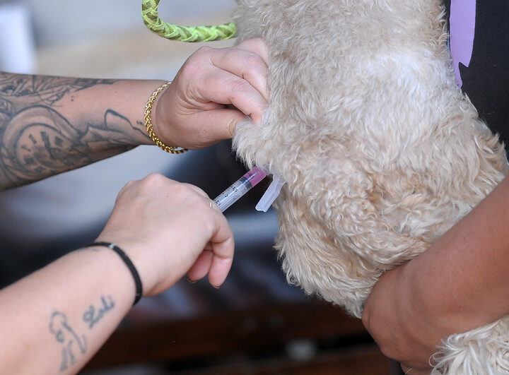 Mais de 500 animais vacinados contra a raiva em Vicente Pires