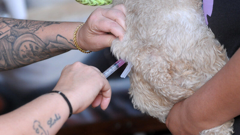 Mais de 500 animais vacinados contra a raiva em Vicente Pires