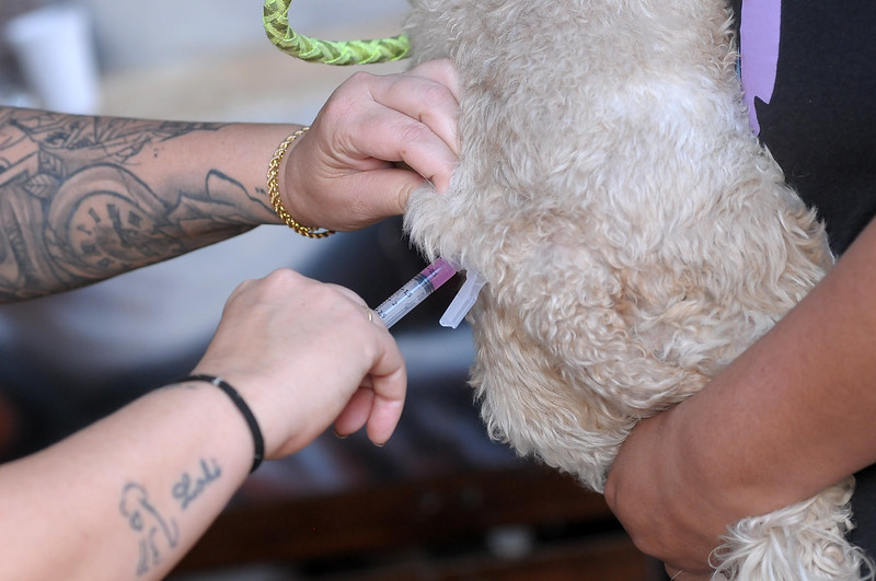 Mais de 500 animais vacinados contra a raiva em Vicente Pires