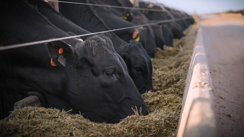 Qualidade e sustentabilidade andam juntos no consumo de carne