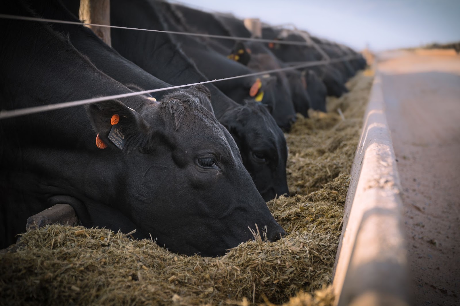 Qualidade e sustentabilidade andam juntos no consumo de carne