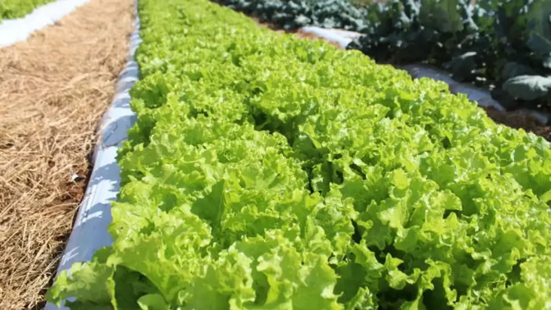Crise climática ameaça cultivo de alface no Brasil