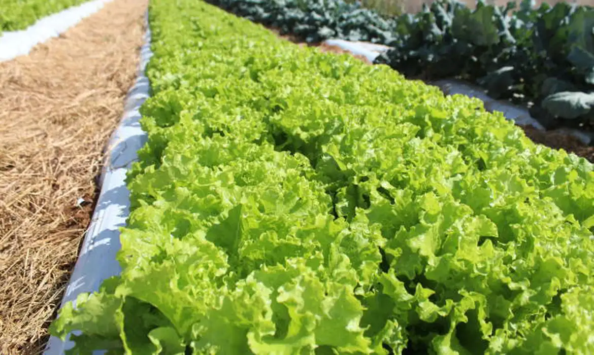 Crise climática ameaça cultivo de alface no Brasil