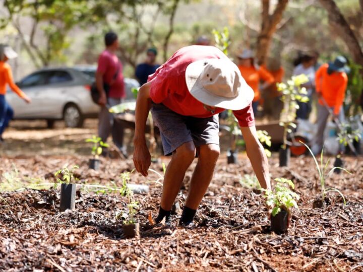 Horto Agroflorestal é Inaugurado no Caps II no Riacho Fundo