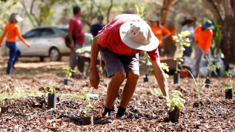Horto Agroflorestal é Inaugurado no Caps II no Riacho Fundo