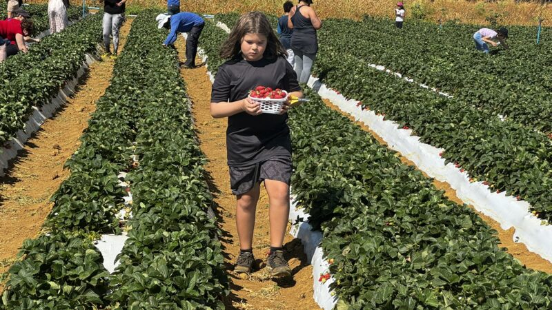 Colha & Pague do morango na Festa do Morango
