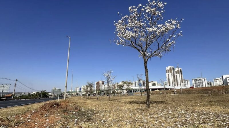 Show de cores na EPTG: Ipês floridos dão início à transformação