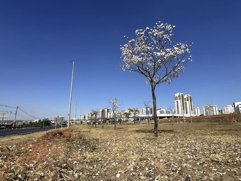Show de cores na EPTG: Ipês floridos dão início à transformação