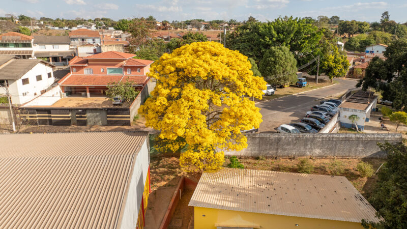 A história por trás do ipê que preserva a beleza do DF há 60 anos