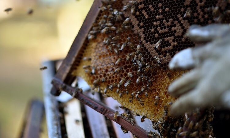 Mel da Agricultura Familiar chega às escolas do DF