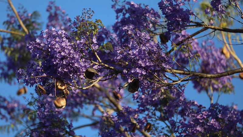 Ipê-Roxo ou Jacarandá-Mimoso? Saiba como diferenciar as flores