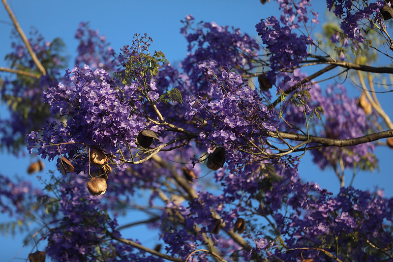 Ipê-Roxo ou Jacarandá-Mimoso? Saiba como diferenciar as flores