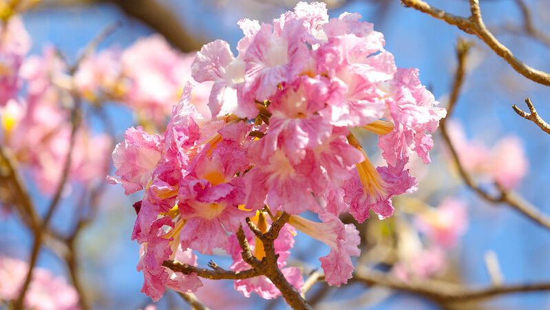 Ipês-Rosa chegam a Brasília: O toque final de cor antes da chuva