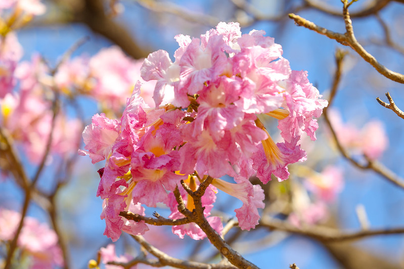 Ipês-Rosa chegam a Brasília: O toque final de cor antes da chuva