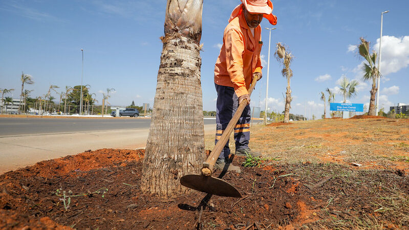 Mais de 12,5 mil árvores serão plantadas como compensação ambiental