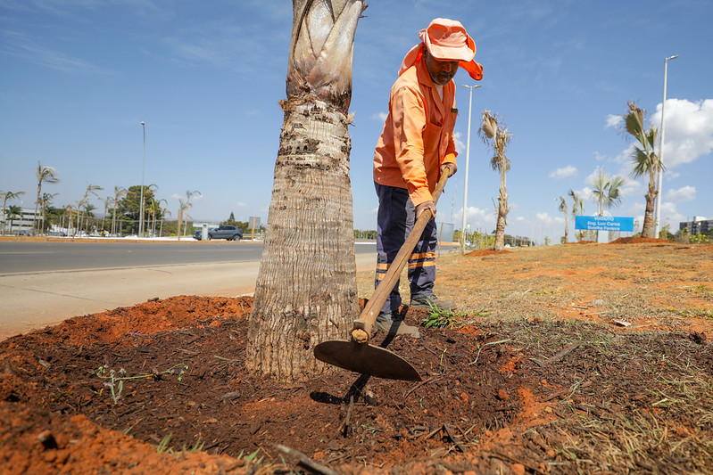 Mais de 12,5 mil árvores serão plantadas como compensação ambiental