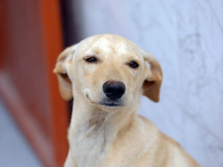 Castração gratuita no Gama com 300 vagas para cães e gatos