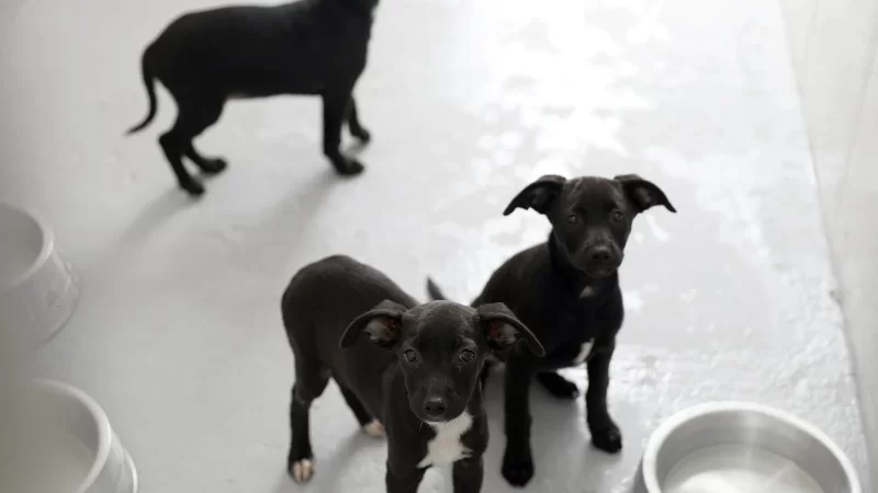 Prazo final para o cadastro de Protetores de Animais vai até sexta