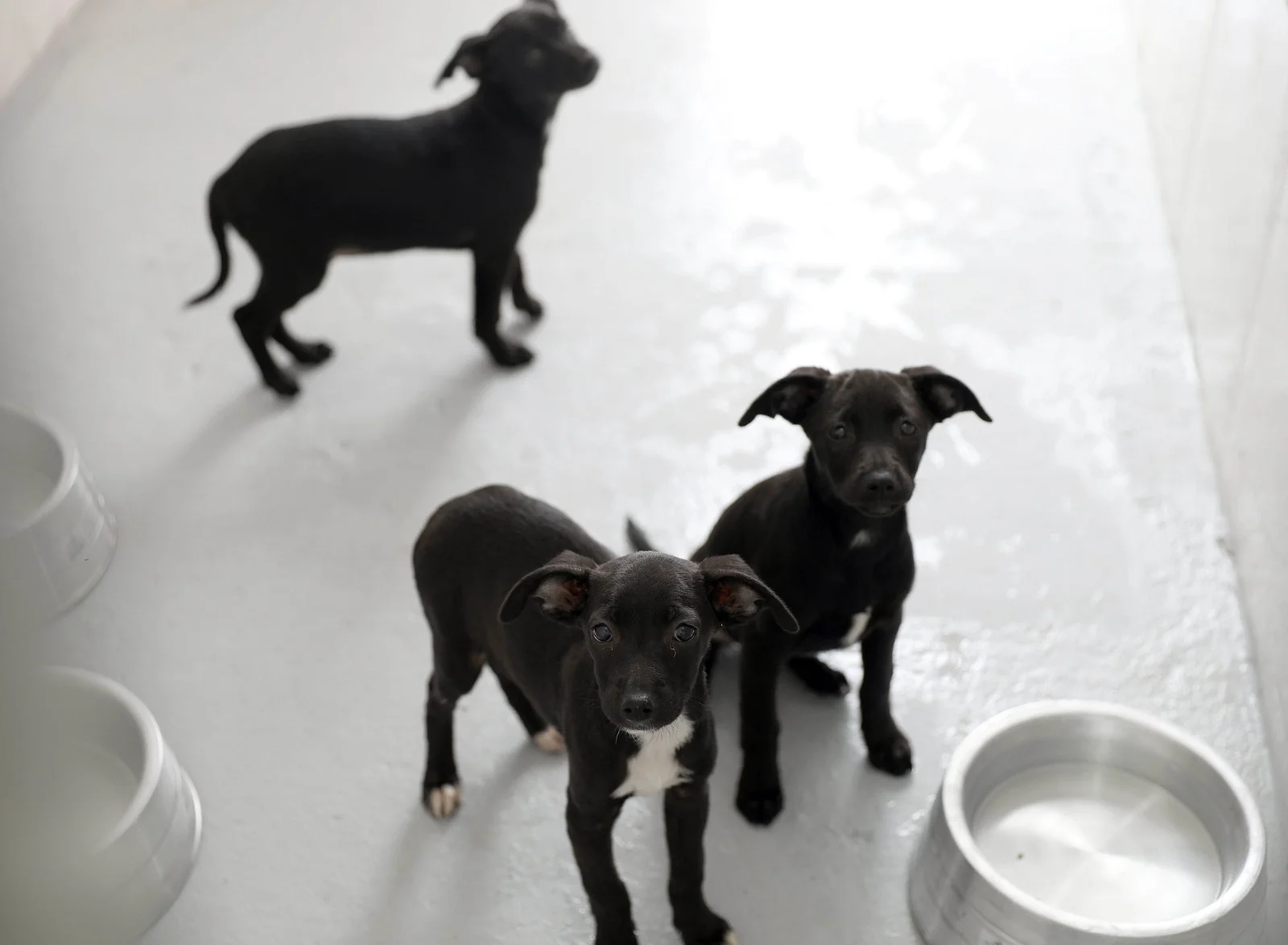 Prazo final para o cadastro de Protetores de Animais vai até sexta