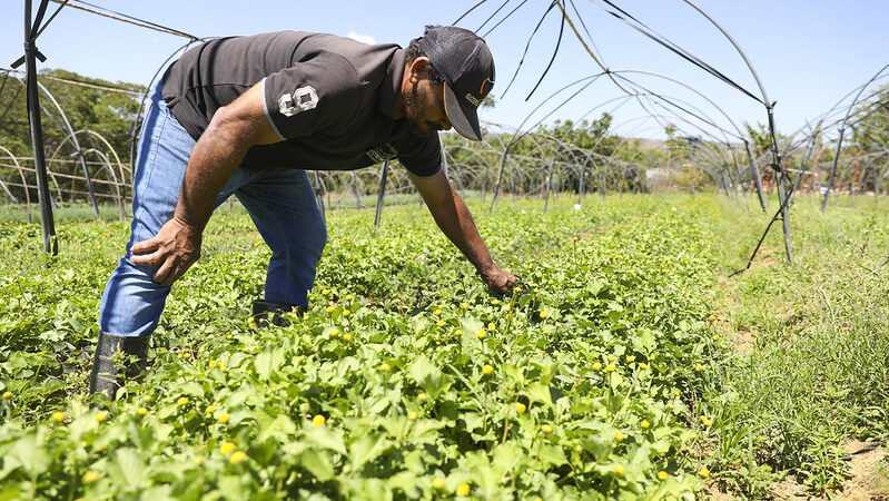 GDF impulsiona Crédito Rural e fortalece produtores do DF