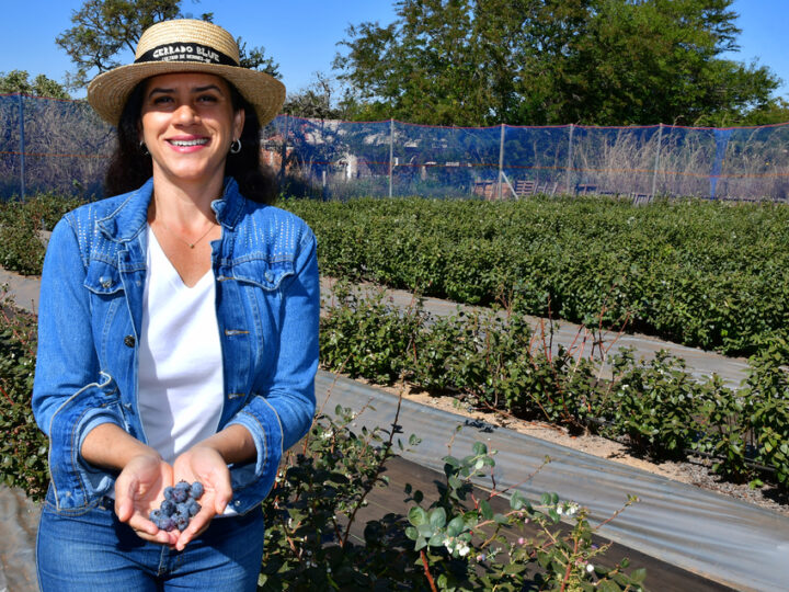 Do escritório para o campo: Mirtilo do cerrado vira sucesso no DF!