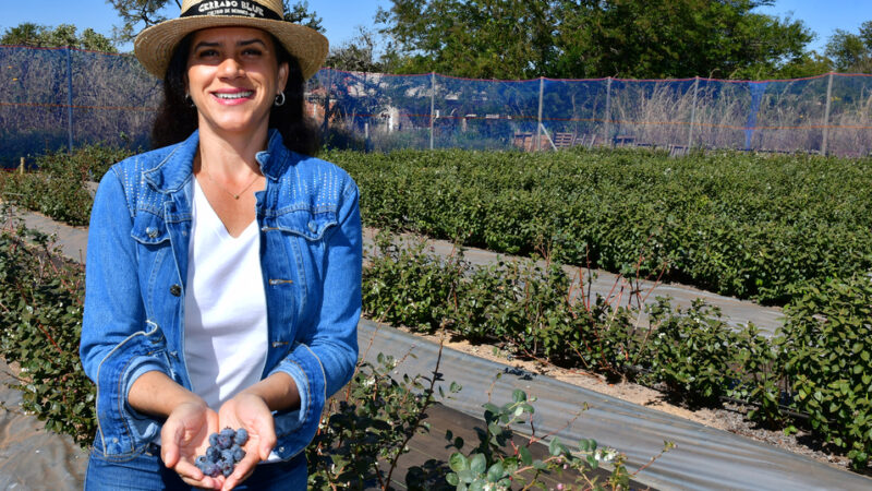 Do escritório para o campo: Mirtilo do cerrado vira sucesso no DF!