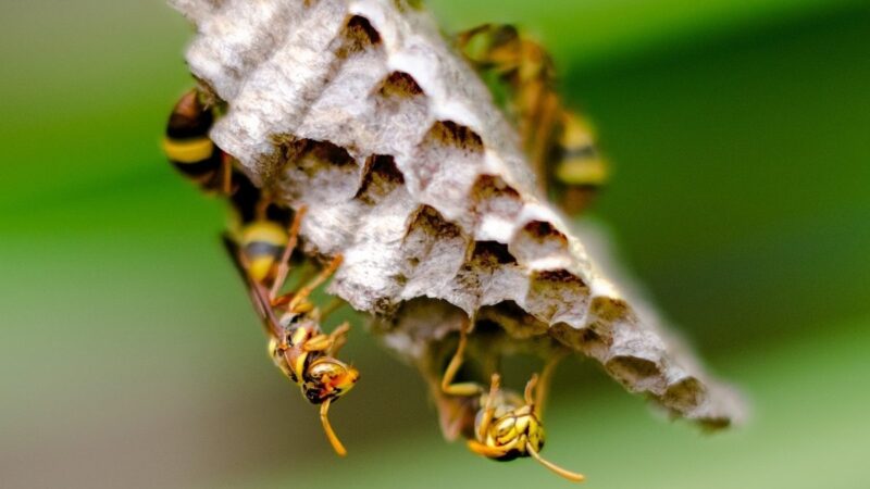 Pesquisa da UnB revela novos remédios contra Alzheimer e Parkinson