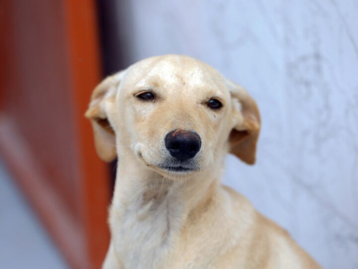 Cartões Ração e Castração: Saiu a lista de habilitados