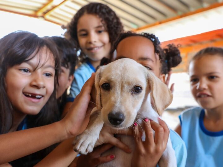 Conheça as ações que beneficiaram milhares de cães e gatos em 2025