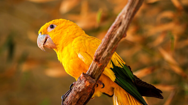 Zoológico de Brasília inaugura recinto de imersão com aves brasileiras