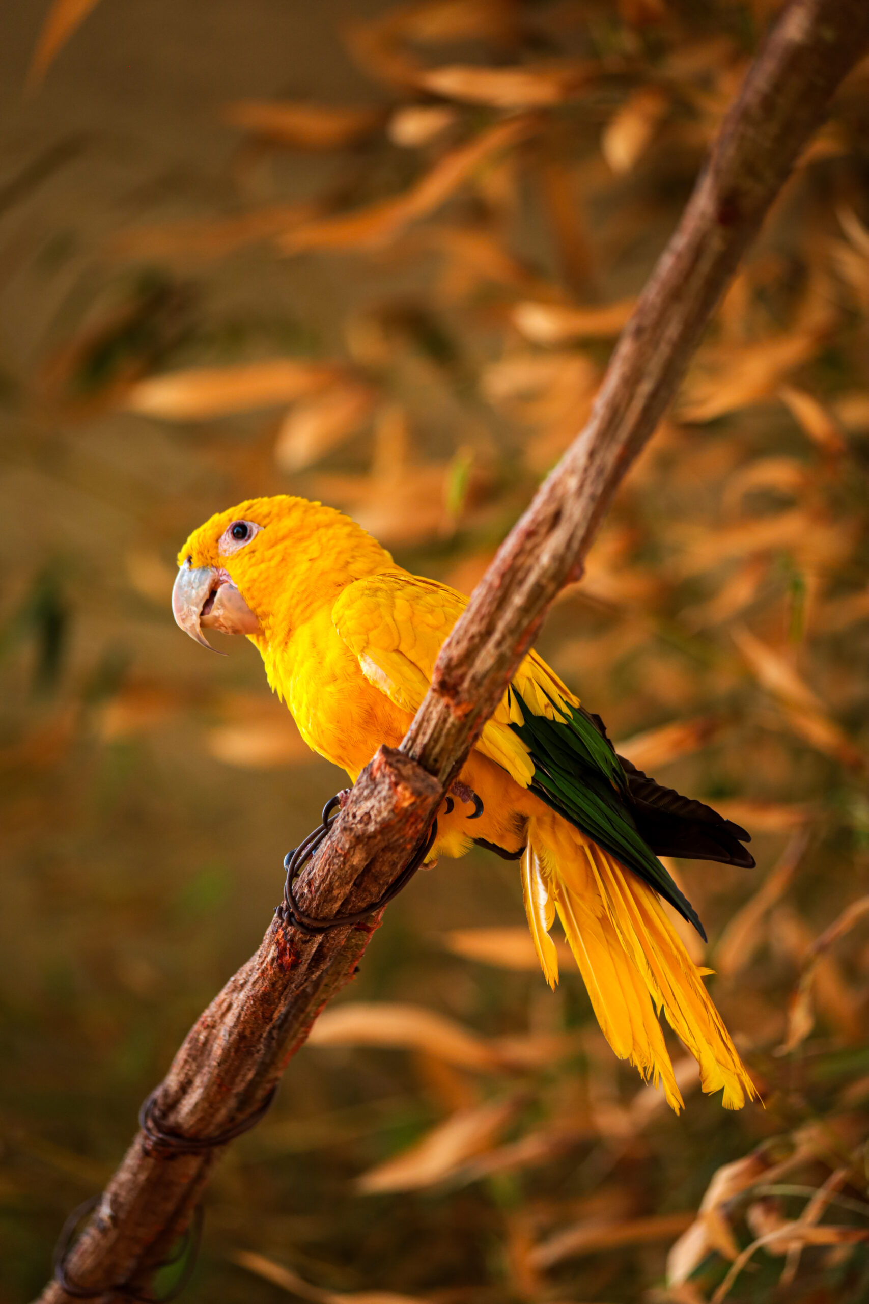 Zoológico de Brasília inaugura recinto de imersão com aves brasileiras