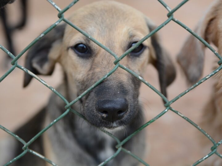 Use fogos de baixo estampido e proteja os animais
