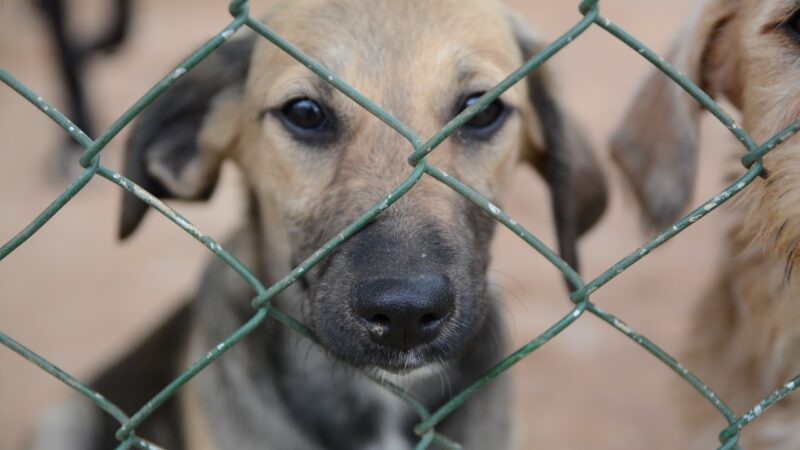 Use fogos de baixo estampido e proteja os animais