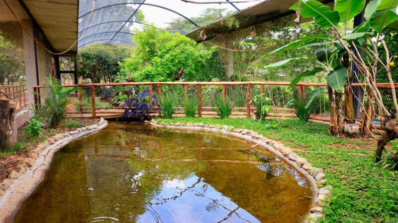 Zoológico de Brasília faz festa com entrada grátis