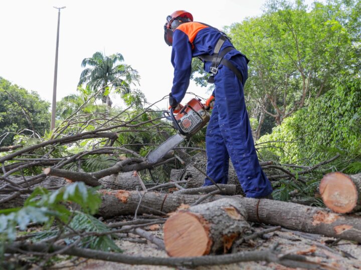 Novacap realiza 21,8 Mil atendimentos de árvores no DF