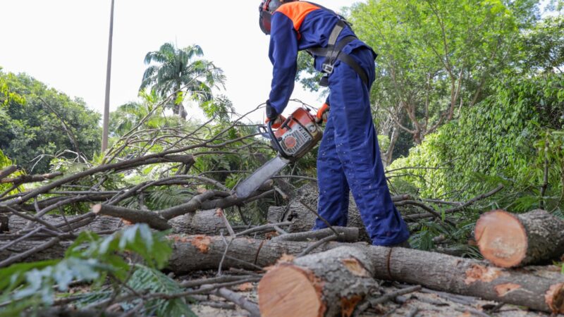 Novacap realiza 21,8 Mil atendimentos de árvores no DF