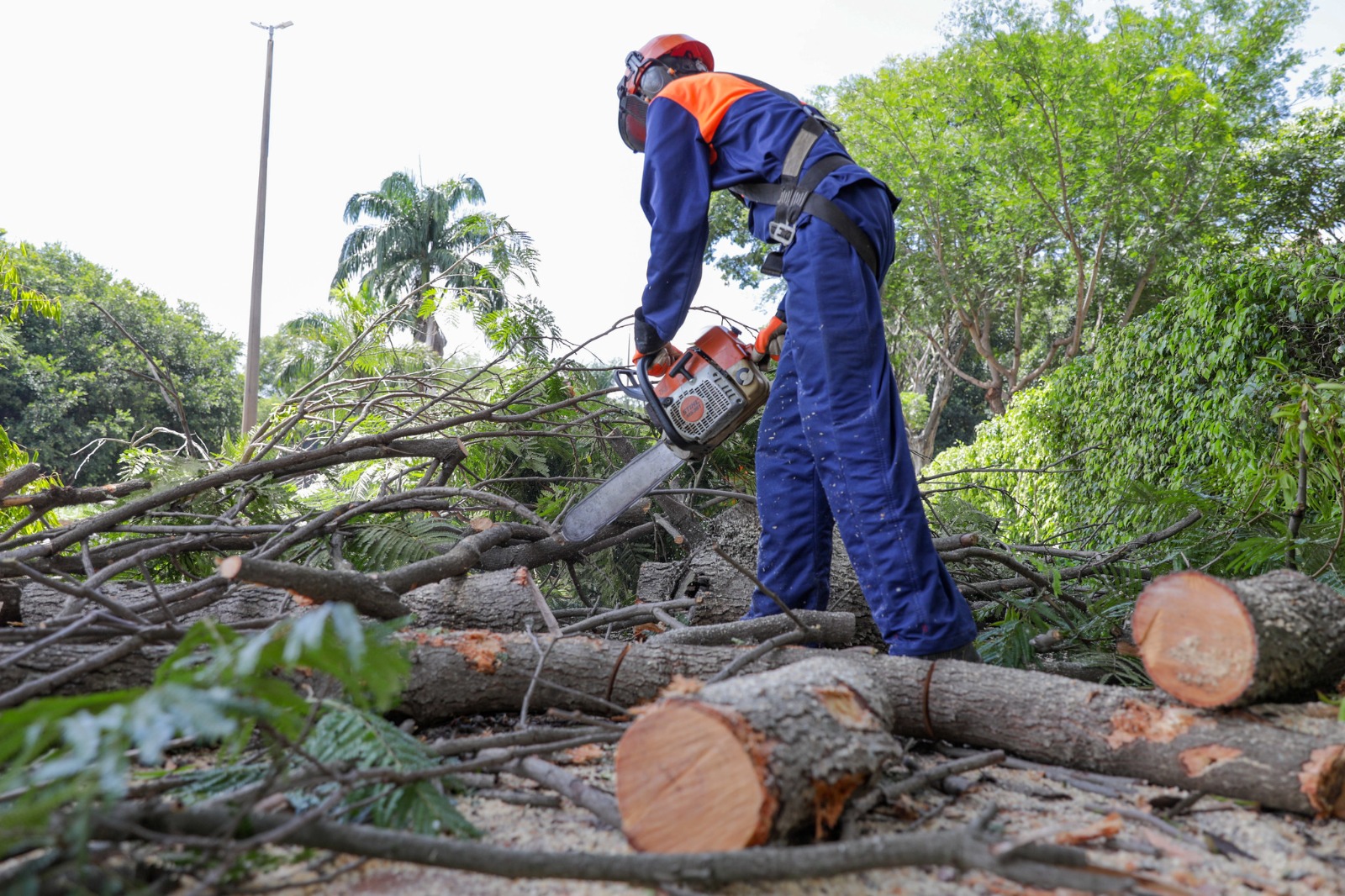 Novacap realiza 21,8 Mil atendimentos de árvores no DF