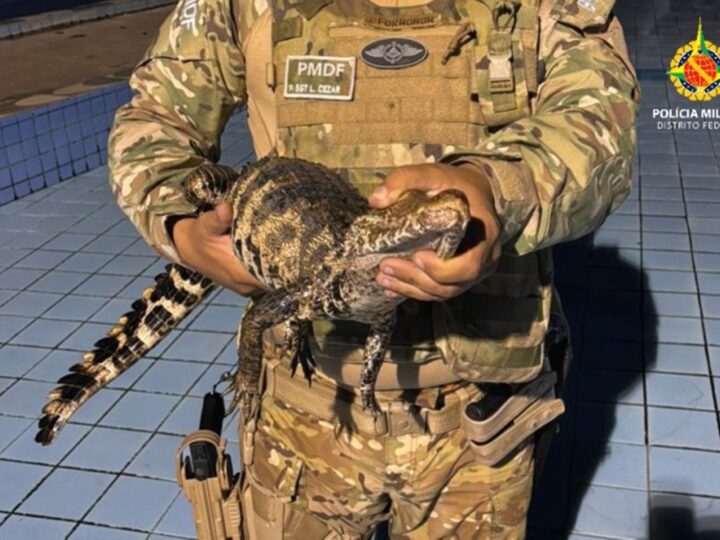 Filhote de jacaré é resgatado em piscina de clube em Planaltina