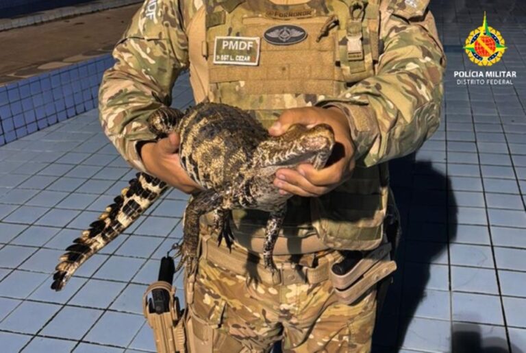 Filhote de jacaré é resgatado em piscina de clube em Planaltina