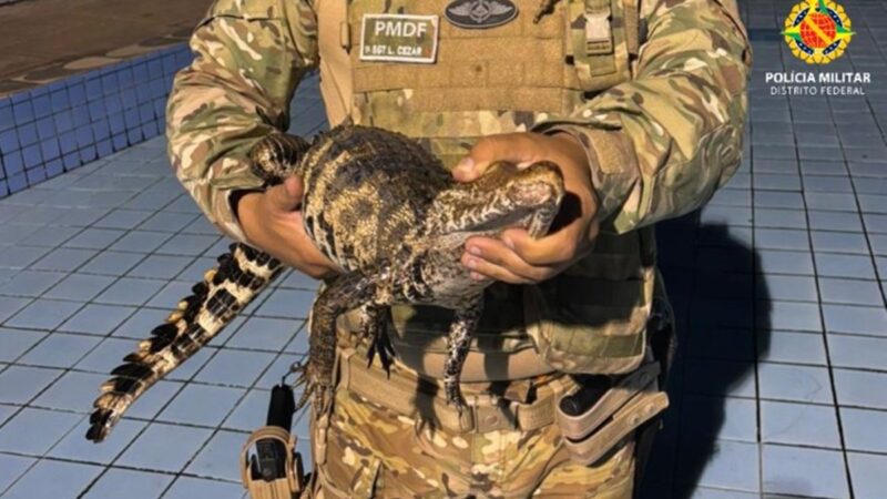 Filhote de jacaré é resgatado em piscina de clube em Planaltina