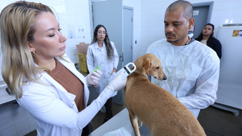 Carnaval em Brasília terá vacina e microchip grátis para cães