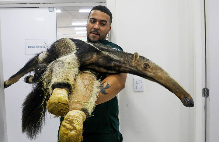Hospital da Fauna Silvestre do DF atende mais de 5 mil animais