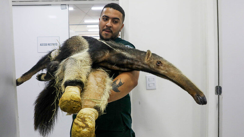 Hospital da Fauna Silvestre do DF atende mais de 5 mil animais