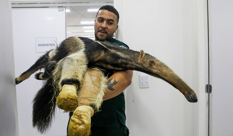 Hospital da Fauna Silvestre do DF atende mais de 5 mil animais