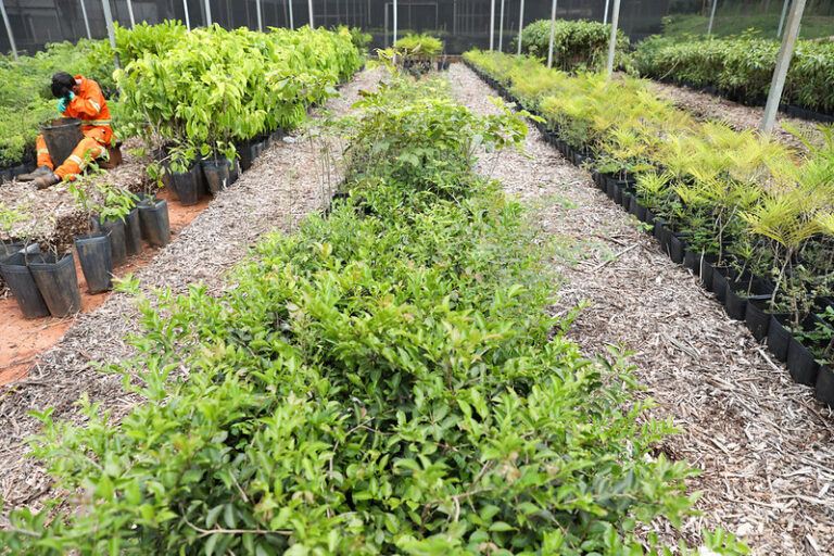 Brasília mais verde: DF atinge marca de 218 mil árvores plantadas